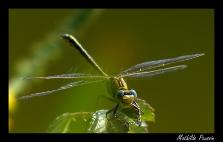 Gomphe gentil - Gomphus pulchellus